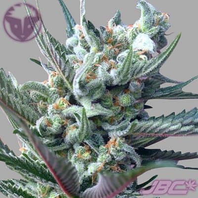 Rare Dankness - Moonshine's Ghost Train (Moonshine Haze x GTH1) [FEM]