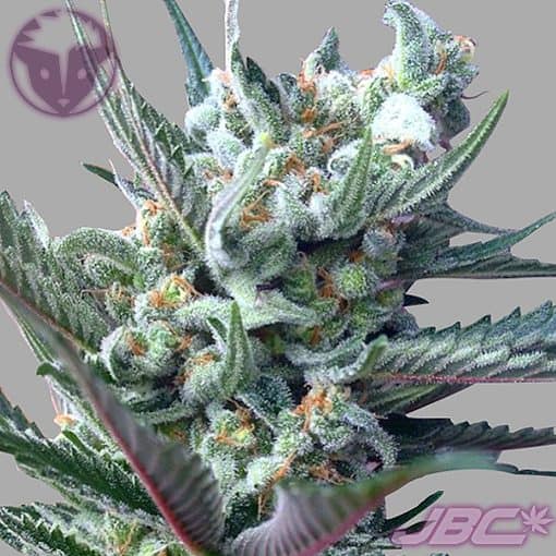 Rare Dankness - Moonshine's Ghost Train (Moonshine Haze x GTH1) [FEM]