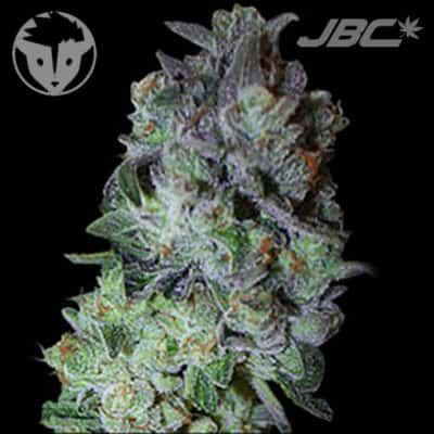 Rare Dankness - Chem OX (Chem 4 x OX)