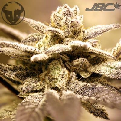 Rare Dankness - Dark Shadow Haze (Grape Ape x Nevil's Wreck)