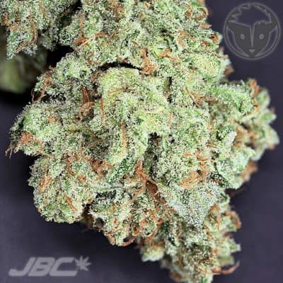Rare Dankness - Ghost Train Haze #1 (Ghost OG x Nevil's Wreck)