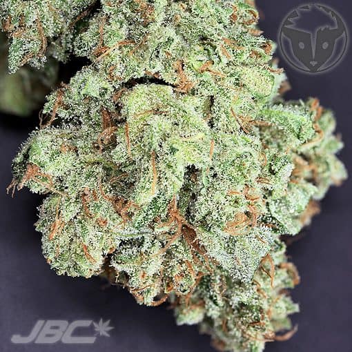 Rare Dankness - Ghost Train Haze #1 (Ghost OG x Nevil's Wreck)
