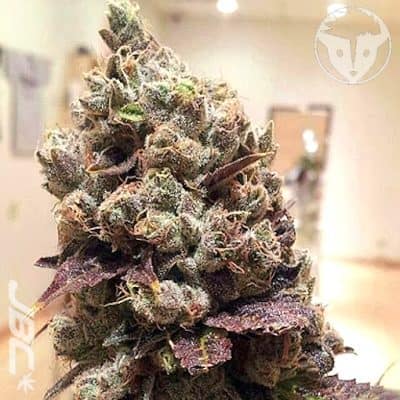 Rare Dankness - Lee Roy (TK x RD2)