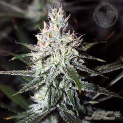 Rare Dankness - Moonshine Haze (Amnesia Haze x Nevil's Wreck)