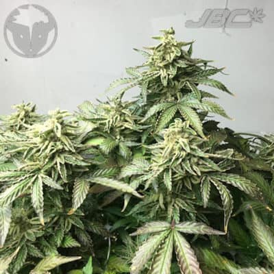 Rare Dankness - OX Piss (Cat Piss x OX)