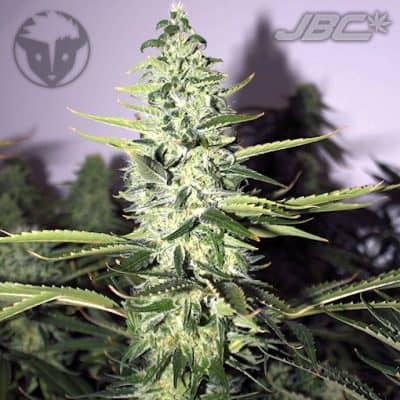 Rare Dankness - PMP Haze (Cat Piss x Nevil's Wreck)