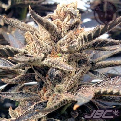 Rare Dankness - Starkiller OG (Skywalker OG x RD2)