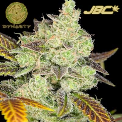 Dynasty - Birds of Paradise (Kali Snapple x Blue Heron)