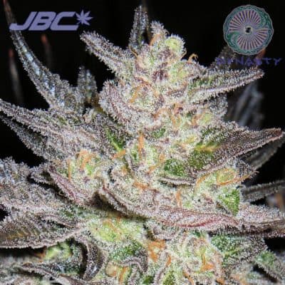 Dynasty - Blue Heron V2 (Blue Magoo x Blue Magoo/Huckleberry)