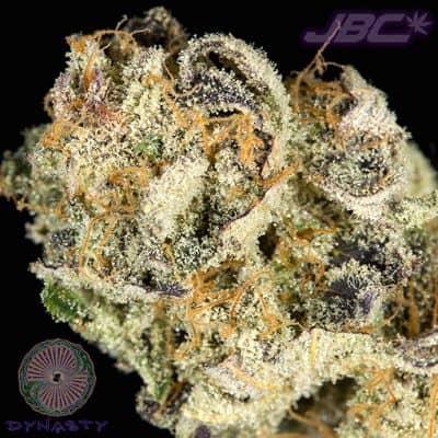 Dynasty - Huckleberry Des Tar (Des*Tar x Huckleberry 4)
