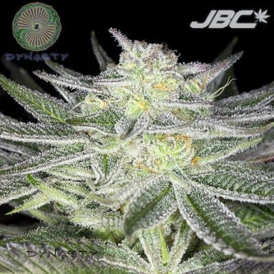 Dynasty - Huckleberry Kush V4 (Oregon Afghani x Huckleberry 4)