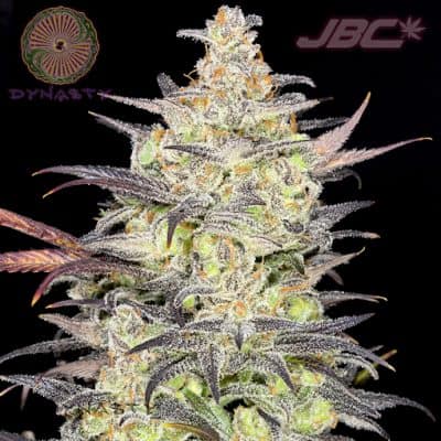 Dynasty - Lovin Cup (Shishkaberry x Ms. Universe)