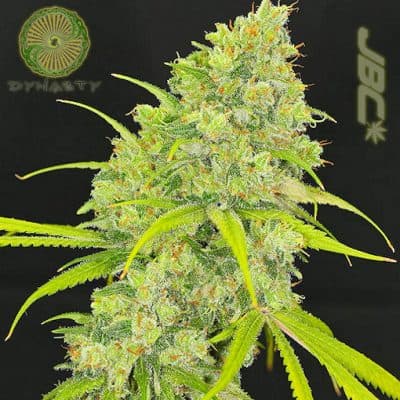 Dynasty - Megafauna (Kali Snapple x SSH)