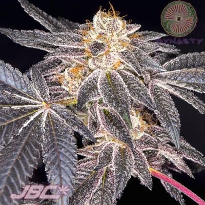 Dynasty - Platinum Huckleberry Cookies (GSC Platinum x Huckleberry 4)