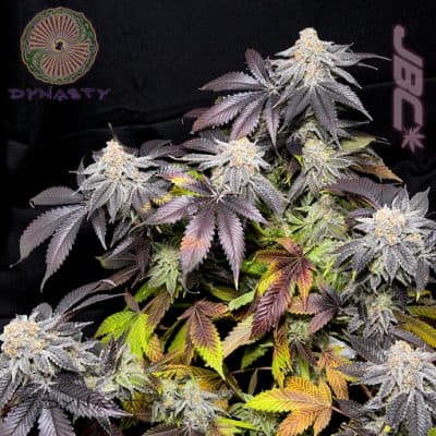 Dynasty - Salmon River OG (Bubba Kush x Blue Heron)