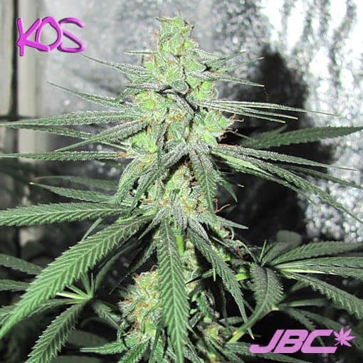 KOS - Black Poison (Black Poison x Black Poison)
