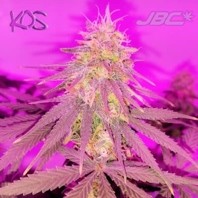 KOS - Black Poison Skunk (Red Russian Skunk x Black Poison)