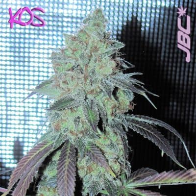 KOS - Coma Cluster (Iron Cindy x Boggle Dragon)