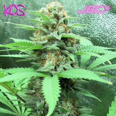 KOS - Darkling Sativa (C99 x Black Forrest)