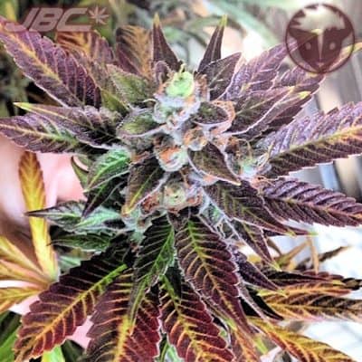 Rare Dankness - Dank Commander (Catpiss OG x RD2)