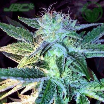 Rare Dankness - Ghost of LeeRoy (Ghost OG x Lee Roy)