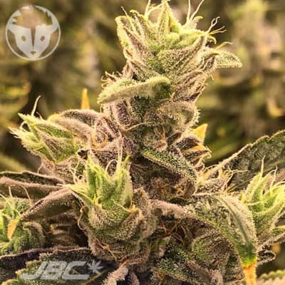 Rare Dankness- Harle Ghost Train (Harlequin x GTH1) [FEM]