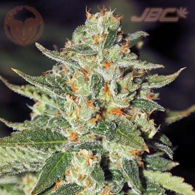 Rare Dankness - Midas (Albert Walker x Nevil's Wreck)