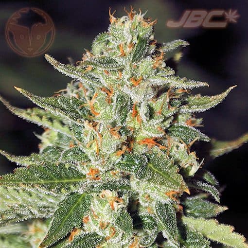 Rare Dankness - Midas (Albert Walker x Nevil's Wreck)