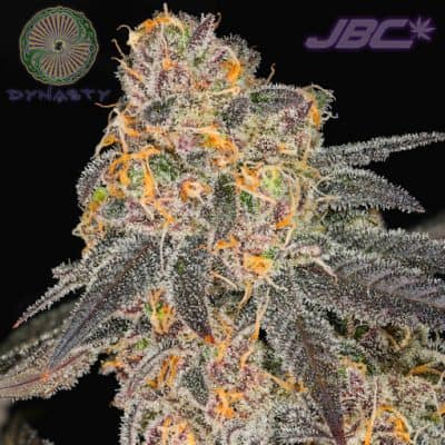 Dynasty - Cherry Vanilla Cookies (GSC Platinum x Ms. Universe)