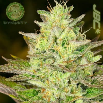 Dynasty - Huckleberry Diesel (Sour D x Huckleberry 4)