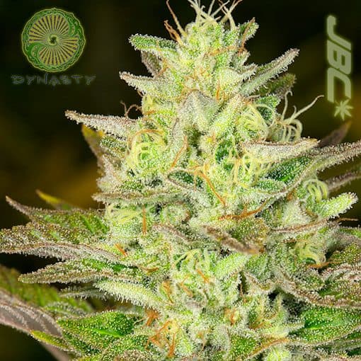 Dynasty - Huckleberry Diesel (Sour D x Huckleberry 4)