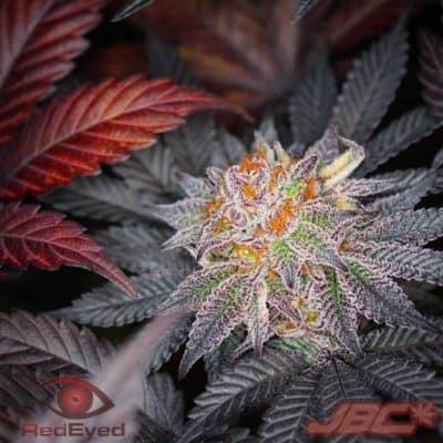 Red Eyed - Blueberry Iced Cream (Blue Magoo x EC Cookies)