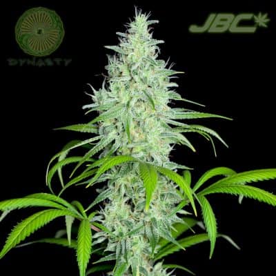 Dynasty - Kiwi {Formerly known as Ghetto Bird} (Ice Queen x Blue Heron)