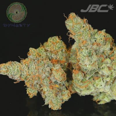Dynasty - Huckleberry Meringue (Ice Queen x Oregon Huckleberry 5)