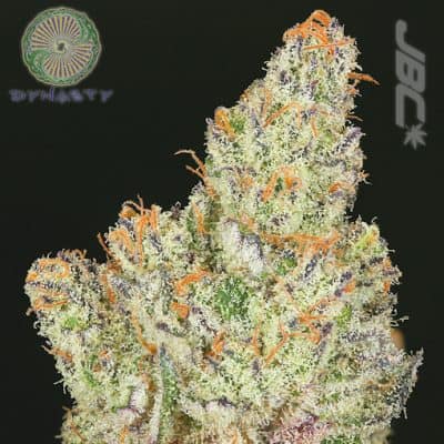 Dynasty - Divina Obscura (Charlotte's Web x Ms. Universe)