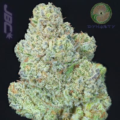 Dynasty - Huckleberry Web (Charlotte's Web x Huckleberry 5)