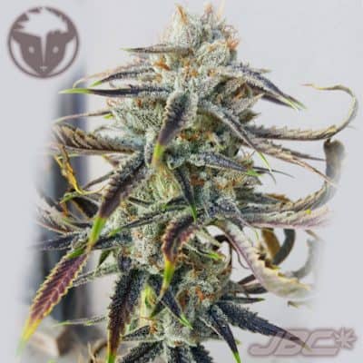 Rare Dankness - Jenny Kush (Amnesia Haze x RD2)