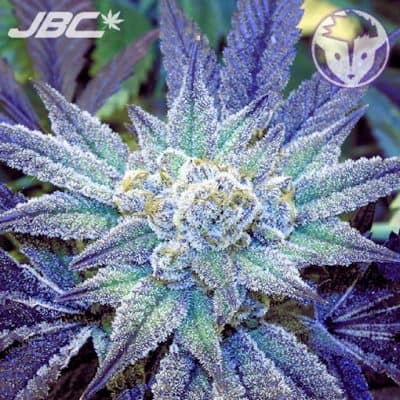 Rare Dankness - Night Terror OG (Blue Dream x RD1)