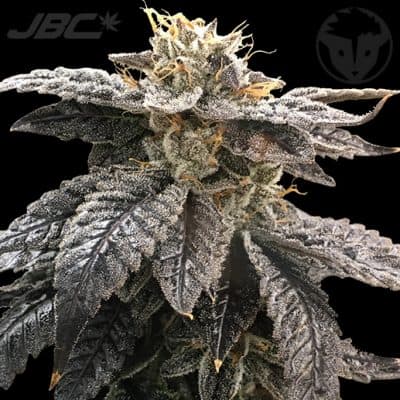 Rare Dankness - Star Ox (Starkiller OG x OX)