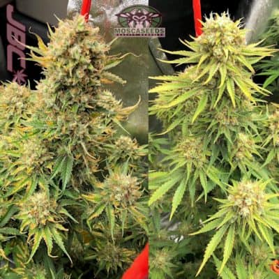Mosca - Cherry Bubble Gum (IBG x Cherry Sunshine)