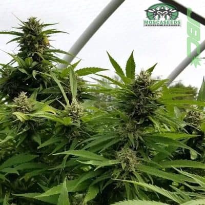 Mosca - Cherry Cindy (C99 BX x Cherry Sunshine)