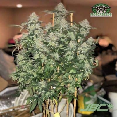 Mosca - Iced Cherry Cookies (Thin Mint GSC x Cherry Sunshine)