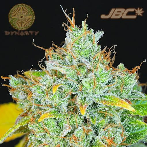 Dynasty - Sour Peach Cobbler (Ice Queen x Huckleberry D)
