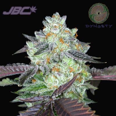 Dynasty - CloudCap (Bubba Kush x 3 Kings Huckleberry)