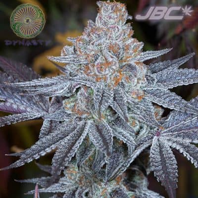 Dynasty - Blue Magoo Cookies (GSC Platinum x Blue Heron)