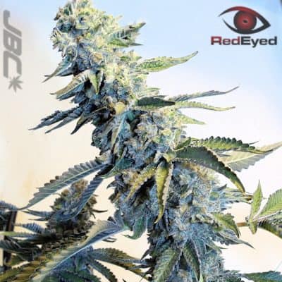 Red Eyed - Better Than Your Cookies (BTYOG x Stardawg x EC Cookies)