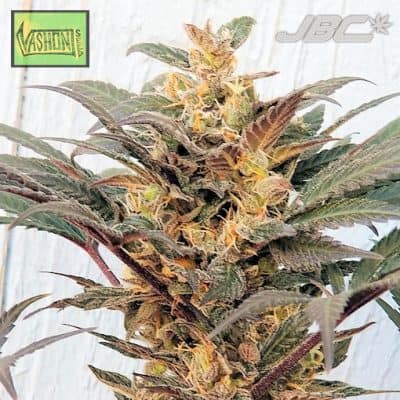 Vashon - Durban Kush (Durban Poison x Vashon Kush)