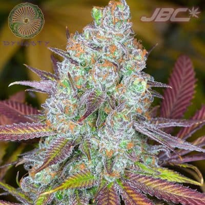 Dynasty - Alpenglow (Cherry Vanilla Cookies x Huckleberry 5)