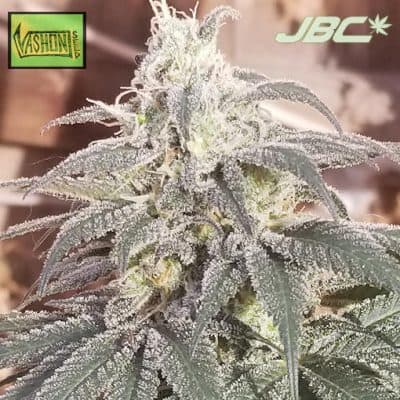Vashon - Very Berry Kush (Hash Berry Kush x Vashon Kush)