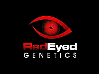 Red Eyed - Golden Glue (Jew Gold x Locktite)